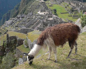 Llama Poop Helped Incas Thrive