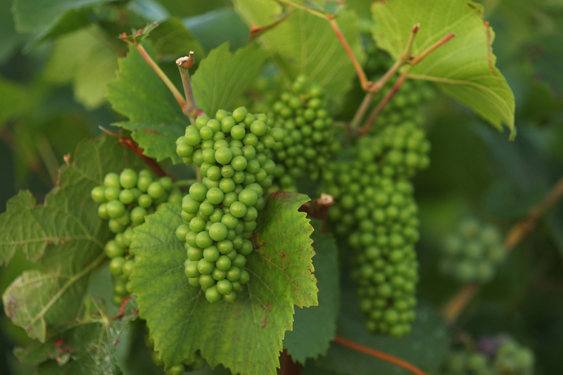 Product Developement Update