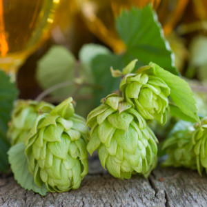 Hops Research