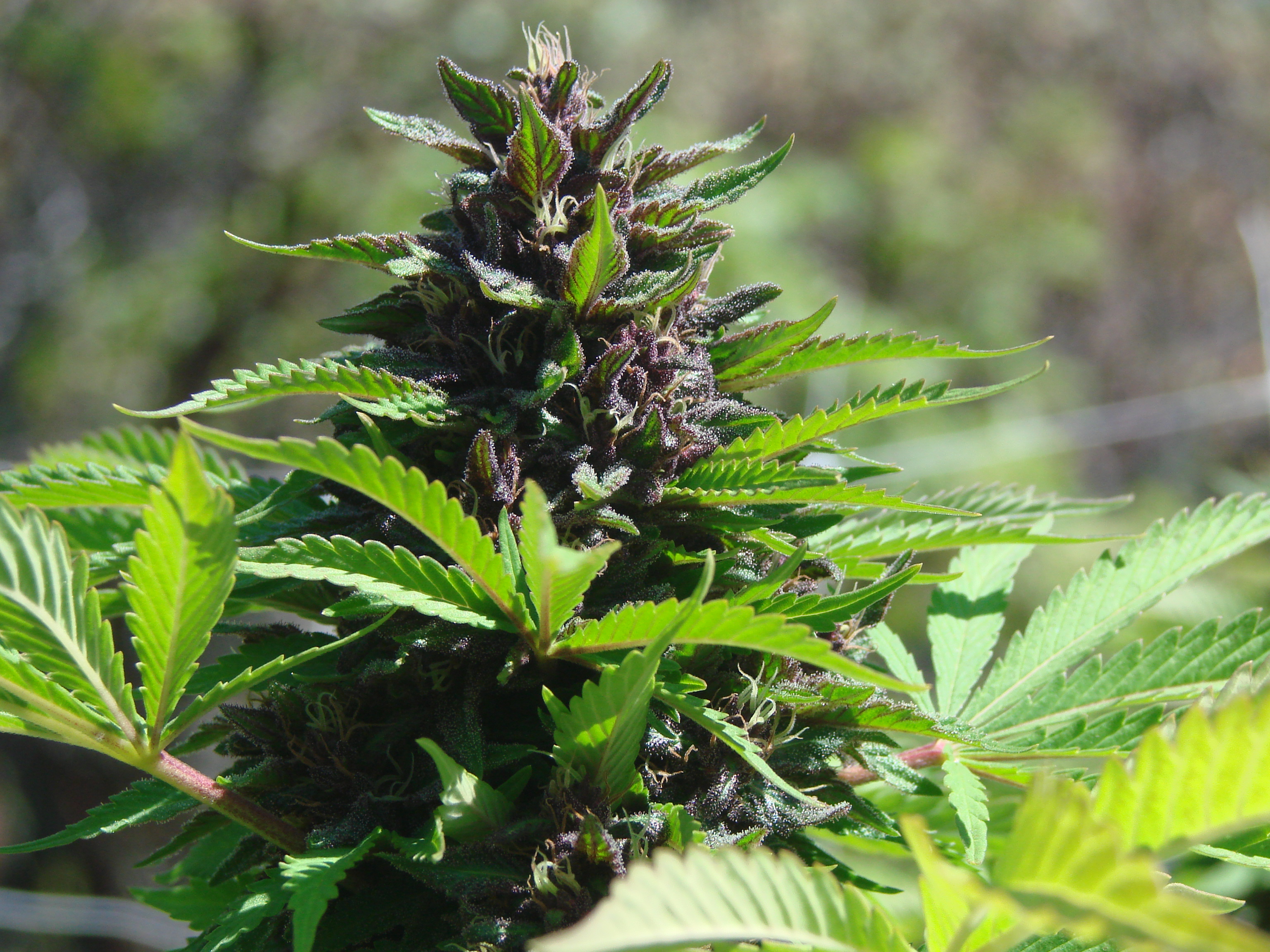 High Hopes and Blunt Truths for the $2.3 Billion Legal Marijuana Market