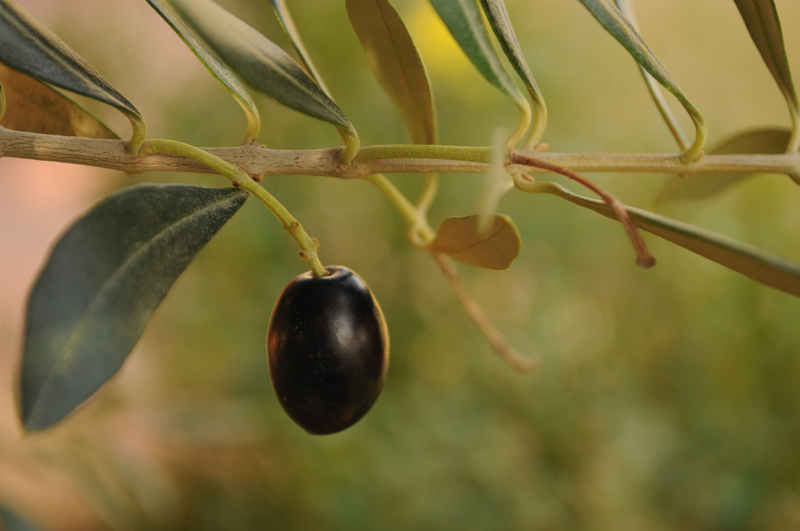 Organic Fertilizer Benefits