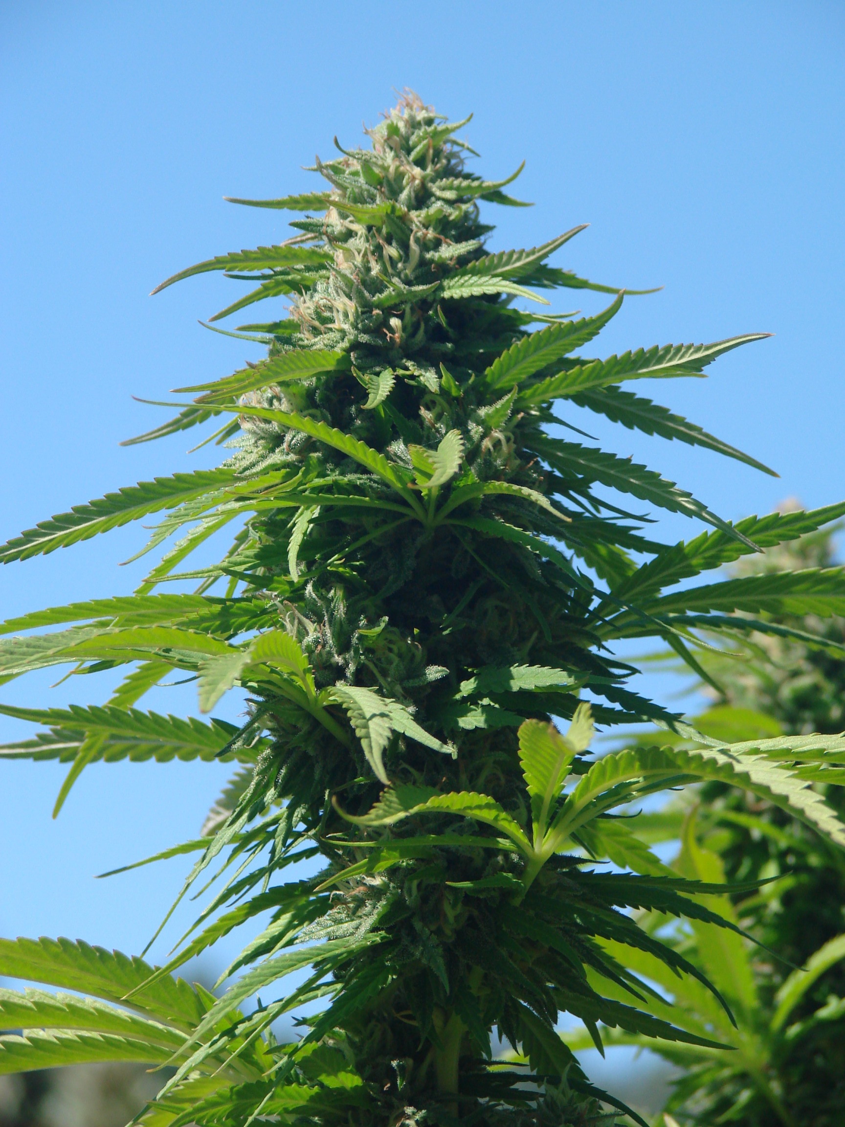 Why Colorado and Washington Were Wise to Legalize Pot