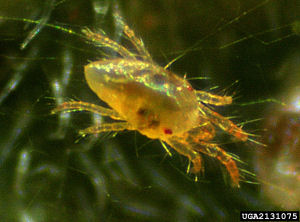 Seaweed Extract a Viable Organic Defense Against Spider Mites?