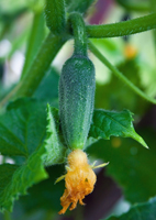 A Word About Organic Fertilizers